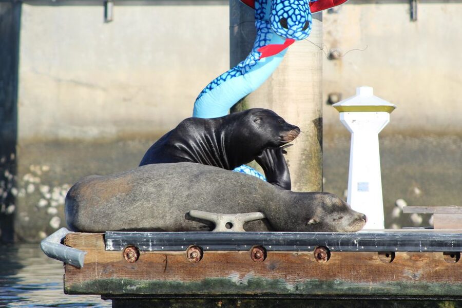 Marina Del Rey: Kayak and Paddleboard Tour with Sea Lions - Search for sea lions and birds