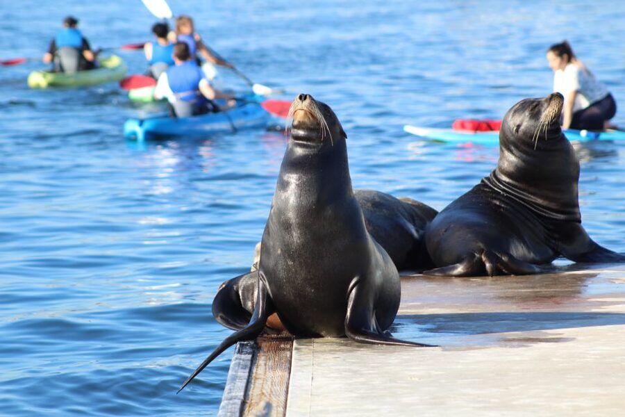 Marina Del Rey: Kayak and Paddleboard Tour with Sea Lions - Who should book this paddle