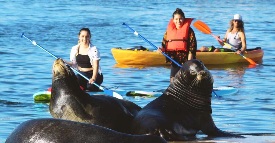 Marina Del Rey: Kayak and Paddleboard Tour with Sea Lions - FAQ