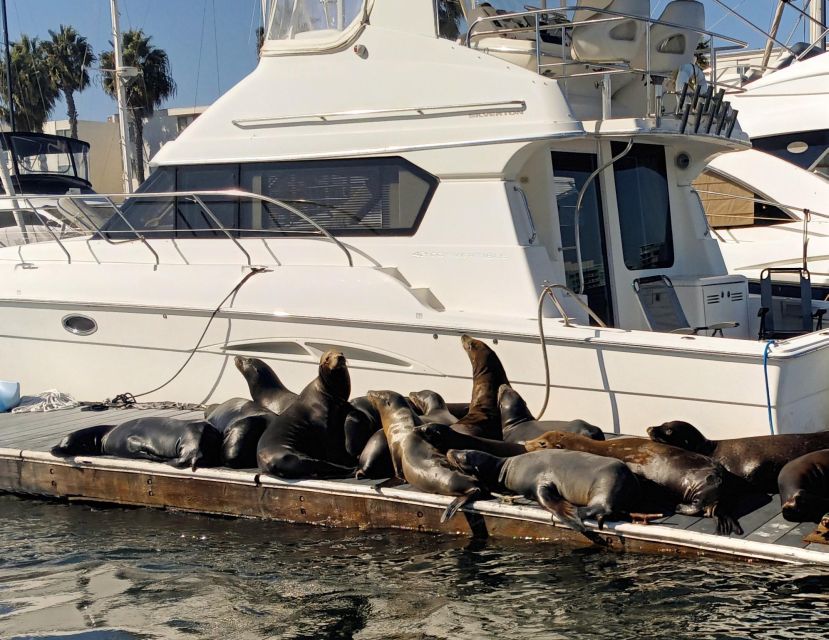 Marina Del Rey Luxury Boat Cruise Wine, Charcuterie Sealions - A few practical details before you go