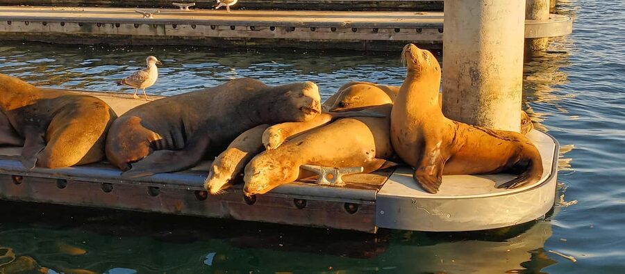 Romantic Boat Cruise with Wine & Cheese or Surprise Dinner - Captain Shaun’s style and the onboard mood