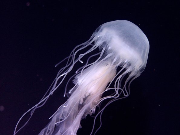 Skip the Ticketing Line: Aquarium of the Pacific General Admission Ticket - Shark Lagoon, penguins and the animal encounters