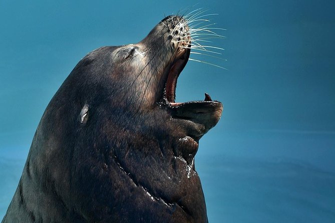 Skip the Ticketing Line: Aquarium of the Pacific General Admission Ticket - How long to stay, and when to arrive