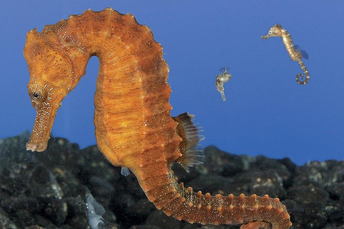 Skip the Ticketing Line: Aquarium of the Pacific General Admission Ticket - Getting there and making the visit easier