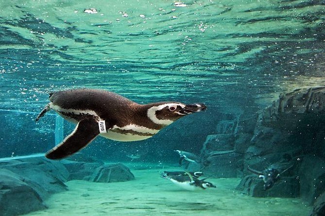 Skip the Ticketing Line: Aquarium of the Pacific General Admission Ticket - Pacific Visions and the 4D movie