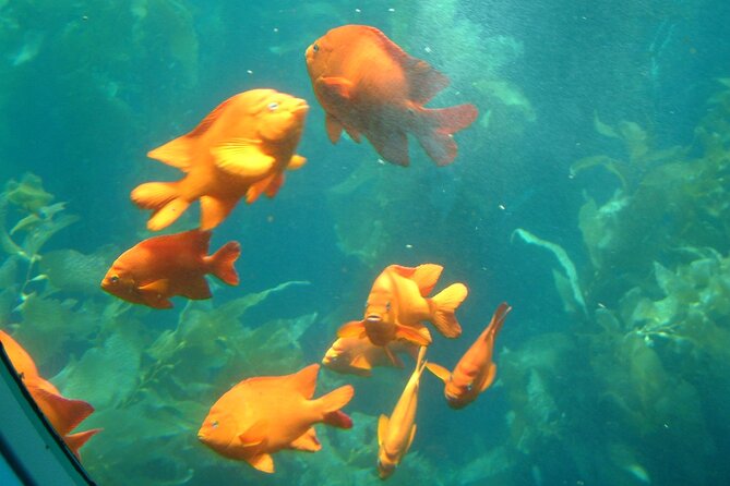 Yellow Semi-Submarine Tour of Catalina Island From Avalon - Is $53 a fair price?